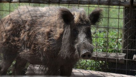 Wild boar family killed by police in Rome children's playground
